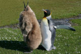 King Penguins